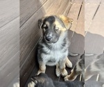 Puppy Brody Alaskan Husky-German Shepherd Dog Mix
