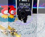 Small #5 Shih Tzu