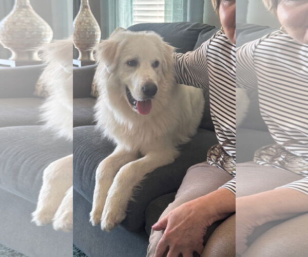 Medium Photo #2 Great Pyrenees Puppy For Sale in Bonita Springs, FL, USA