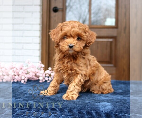 Medium Photo #4 Cavapoo (Miniature) Puppy For Sale in NARVON, PA, USA