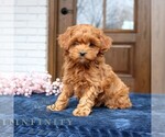 Small #3 Cavapoo (Miniature)
