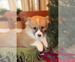 Small Photo #11 Pembroke Welsh Corgi Puppy For Sale in MALTA, OH, USA