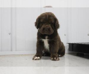 Cocker-Pei Puppy for sale in INDIANAPOLIS, IN, USA