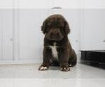Small Cocker-Pei