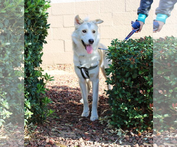 Medium Photo #4 Siberian Husky-Unknown Mix Puppy For Sale in Yuba City, CA, USA