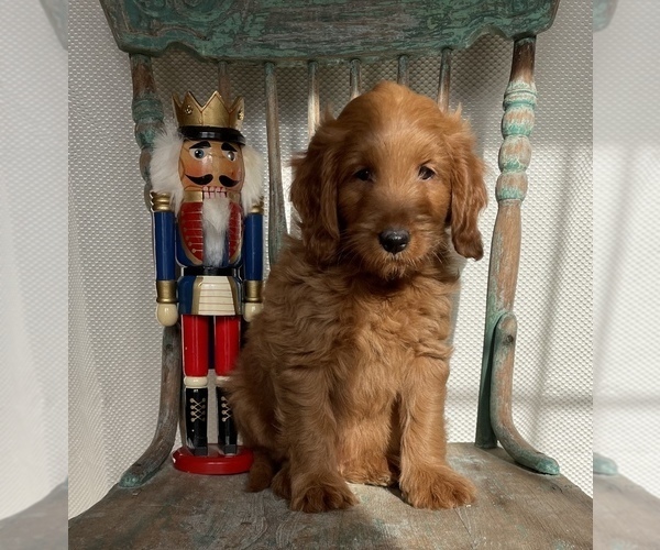 Medium Photo #7 Goldendoodle (Miniature) Puppy For Sale in WEST POINT, KY, USA