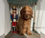 Small Photo #7 Goldendoodle (Miniature) Puppy For Sale in WEST POINT, KY, USA