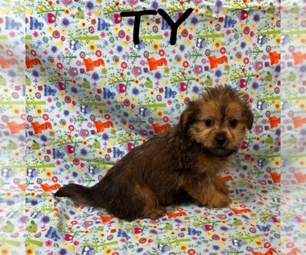 Medium Photo #1 Shorkie Tzu Puppy For Sale in HARTLAND, MN, USA