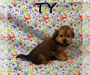 Shorkie Tzu Puppy for sale in HARTLAND, MN, USA