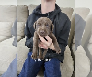 Labrador Retriever Puppy for sale in WEISER, ID, USA
