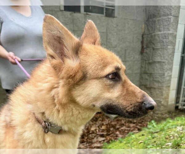 Medium Photo #4 German Shepherd Dog-Unknown Mix Puppy For Sale in Frenchburg, KY, USA