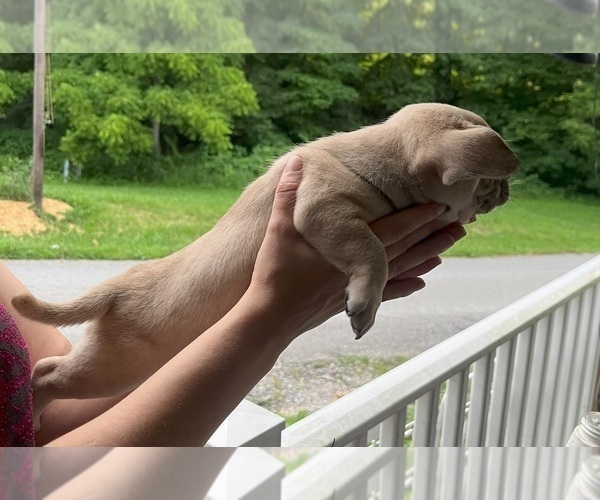 Medium Photo #12 French Bullhuahua Puppy For Sale in SPRAGGS, PA, USA