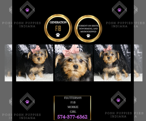 Morkie Puppy for Sale in WARSAW, Indiana USA