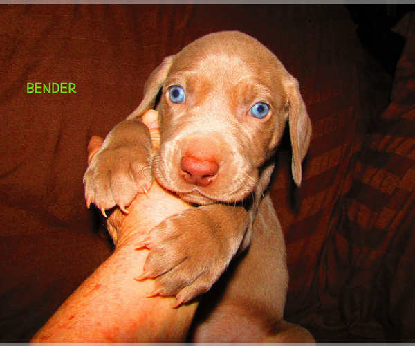 Medium Photo #1 Weimaraner Puppy For Sale in LAS ANIMAS, CO, USA