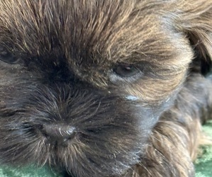 Shih Tzu Puppy for sale in CANTONMENT, FL, USA