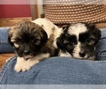 Small Photo #6 Shih Tzu-Shih-Poo Mix Puppy For Sale in SUNMAN, IN, USA