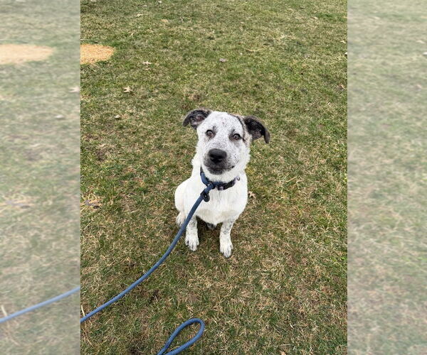 Medium Photo #3 Great Pyrenees-Unknown Mix Puppy For Sale in Pierceton , IN, USA