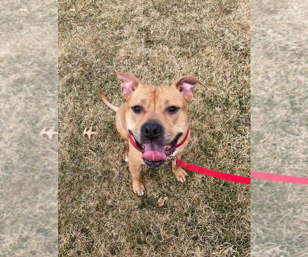 Medium Photo #3 American Staffordshire Terrier-Unknown Mix Puppy For Sale in Lawrenceville, NJ, USA