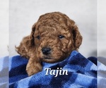 Puppy Tajin Poodle (Toy)