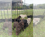 Puppy Male Puppies Shepradors