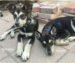 Small #3 Siberian Husky Mix