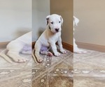 Small Dogo Argentino