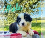 Small Photo #2 Australian Shepherd Puppy For Sale in CROCKER, MO, USA
