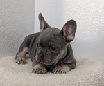 Small #5 French Bulldog