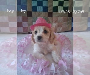 Cavachon Puppy for sale in MOUNT PLEASANT, MI, USA