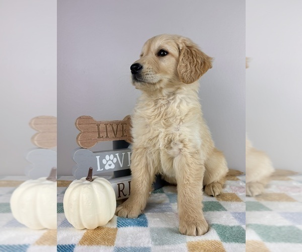 Medium Photo #3 Golden Retriever Puppy For Sale in INDIANAPOLIS, IN, USA