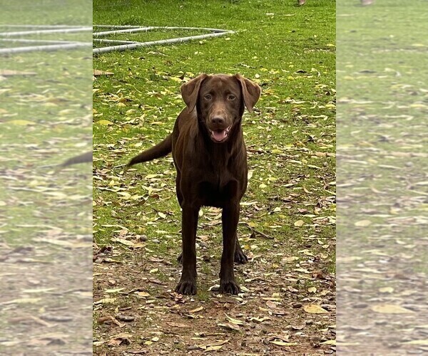 Medium Photo #2 Labrador Retriever Puppy For Sale in BROWNS VALLEY, CA, USA