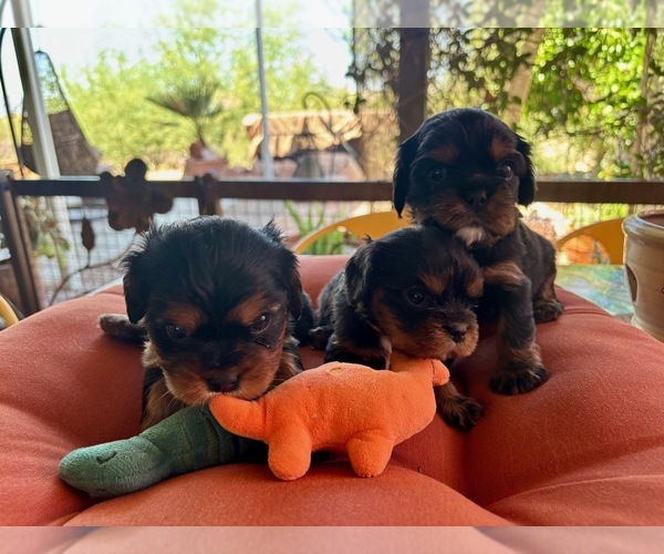 Medium Photo #14 Cavalier King Charles Spaniel Puppy For Sale in ORO VALLEY, AZ, USA