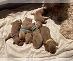 Small Photo #5 Goldendoodle Puppy For Sale in ELBERT, CO, USA