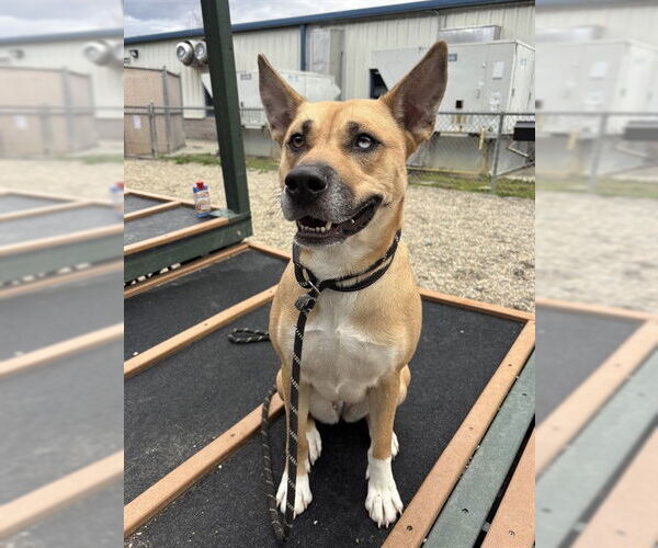 Medium Photo #3 Australian Shepherd-Unknown Mix Puppy For Sale in Palmetto, FL, USA
