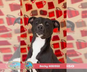 American Bulldog-Unknown Mix Dogs for adoption in Mobile, AL, USA