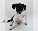 Small #1 Jack Russell Terrier Mix