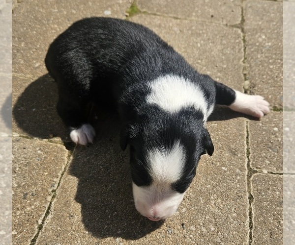 Medium Photo #14 Australian Shepherd Puppy For Sale in NELSON, VA, USA