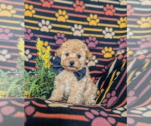 Poodle (Toy) Puppy for sale in NEW HOLLAND, PA, USA