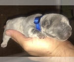Small Photo #16 French Bulldog Puppy For Sale in PLACERVILLE, CA, USA