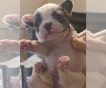 Small #7 French Bulldog