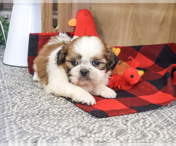 Medium Photo #4 Shih Tzu Puppy For Sale in SYRACUSE, IN, USA