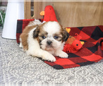 Joey - Male Shih Tzu Puppy for Sale - Photo #4