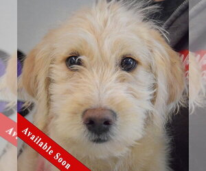 Mutt Dogs for adoption in Huntley, IL, USA