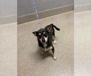 Chihuahua-Unknown Mix Dogs for adoption in Las Vegas, NV, USA