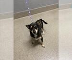 Small Chihuahua Mix