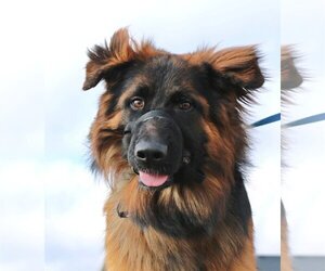 German Shepherd Dog Dogs for adoption in Boise, ID, USA