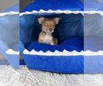 Small #1 Chihuahua