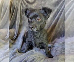 Dachshund Dogs for adoption in Albuquerque, NM, USA