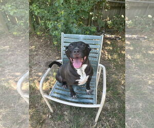 American Staffordshire Terrier-Unknown Mix Dogs for adoption in Jackson, MS, USA