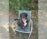 Small American Staffordshire Terrier Mix